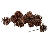 PICK NATURE PLUG AUSTRIANS P/200