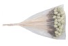 EGG  3-LAPWING + FEATHER 7X5XL50CM SET OF 25
