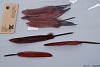 FEATHERS DARK RED 15CM SET OF 15