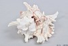 COQUILLAGE MUREX RAMOSUS 15CM