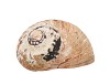 SCHELP TURBO SARMATICUS RAW 8CM