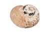 SCHELP TURBO SARMATICUS RAW 8CM