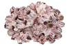 COQUILLAGE BARNACLE 30CM