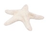 SHELL STARFISH JUNGLE FROSTED 20CM