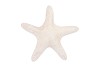 SHELL STARFISH JUNGLE FROSTED 20CM