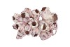 SCHELP BARNACLE 20-25CM