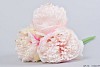 SILK PIOENBOEKET X3 TAK CRÈME/ROZE 32CM