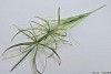 GREEN CYPERUS DOUBLE BRANCHES L65CM