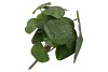 SILK PILEA BUNCH L25CM