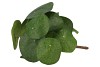 SILK PILEA BUNCH L25CM