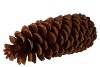 NATURE SUGAR PINE XL PAR PIÈCE