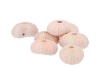 SCHELP URCHIN ROZE 5X5CM PER 36 STUKS