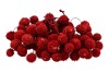 DRY PLATANE ROOD P/BUNDEL