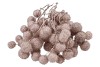 DRY PLATANE CHAMPAGNE P/BUNDEL