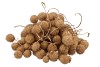 DRY PLATANE GOUD PER BUNDEL