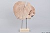 ORNAMENT HOLZ SCHEIBE 36X10X50CM