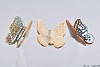 BUTTERFLY TOUSLED BLUE/GREEN/WHITE 6X4CM ASSORTED A PIECE