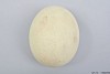 STRUISVOGEL EI POLYSTONE 11X14CM