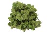 MOUSSE D'ISLANDE VERT ARMÉE PAR 500 GRAMMES