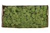 MOUSSE D'ISLANDE VERT ARMÉE PAR 500 GRAMMES