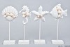 SHELL MARITIME DECORATION ON FOOT 13X5X29CM ASSORTED A PIECE