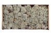 MOSS ICELAND GREY A 500 GRAM