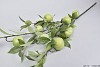 SILK APFEL GRÜN XL L100CM