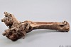 NATUUR DRUIVENSTAM HOL NATUREL 40-50CM