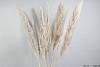 DRY PAMPAS GRASS L140CM A PIECE