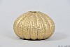 VASE SPHERE SHADED GOLD 14X9CM