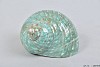 COQUILLAGE TURBO BURGOS 8CM