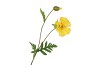 SILK PAPAVER TAK GEEL L64CM