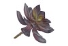 SILK ECHEVERIA SUR PIQUE VIOLET 15CM