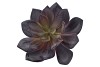 SILK ECHEVERIA SUR PIQUE VIOLET 15CM