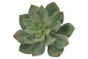 SILK ECHEVERIA ON STICK GREY 15CM