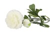 SILK RANONKEL TAK 2-BLOEM WIT L55CM