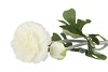 SILK RANUNCULUS BRANCHE 2 FLOWERS WHITE 55CM