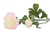 SILK RANONKEL TAK 2- BLOEM LICHTROZE L55CM
