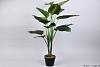 PHILODENDRON IN POT GROEN D70XL100CM