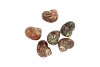 SCHELP PETHOLATUS 5CM ASSORTI PER 6 STUKS