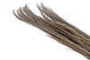 DRY BROOM GRASS WHITE WASH L100CM PER 100 GRAMS