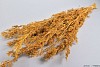 DRY ALFONSO GRASS OKER 100CM P/100 GRAM