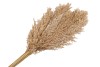 BOUQUET DE ROSEAU SAUVAGE SEC NATUREL L75CM PAR 10 PIÈCES