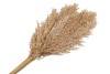 DRY WILD REED BUNCH NATURAL L75CM PER 10 PIECES