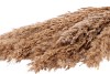 BOUQUET DE ROSEAU SAUVAGE SEC NATUREL L75CM PAR 10 PIÈCES