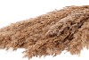 DRY WILD REED BUNCH NATURAL L75CM PER 10 PIECES