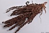 DRY PALMA GRASS NATURAL 50-65CM P/100 GRAM