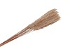 PAMPAS SÈCHE FLUFFY 75CM PAR 25-30 PIÈCES