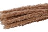 PAMPAS SÈCHE FLUFFY 75CM PAR 25-30 PIÈCES