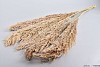 DRY WILD REED FEATHERS L115CM NATURAL PER 5 PIECES